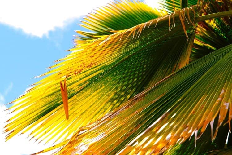 Discolored palm frond from nutritional problem Discolored palm frond from nutritional problem