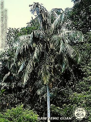palm tree with many feather fronds