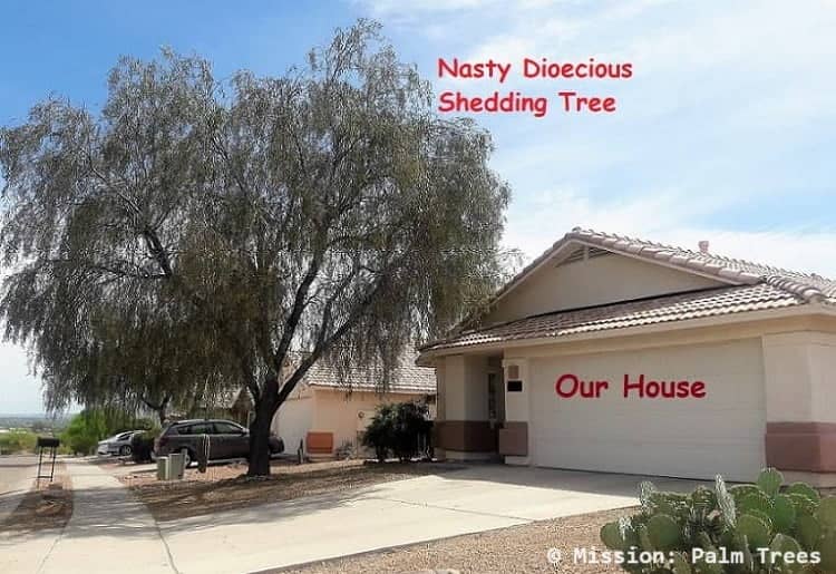 Dioecious VS Monoecious What it Means for Palm & Plant Biology