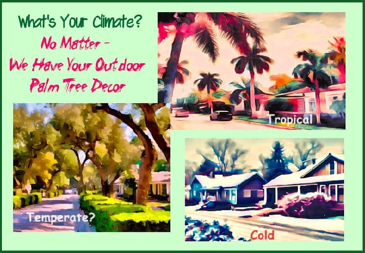 Poster asking for your climate type, we can give you ideas for outdoor palm tree decor