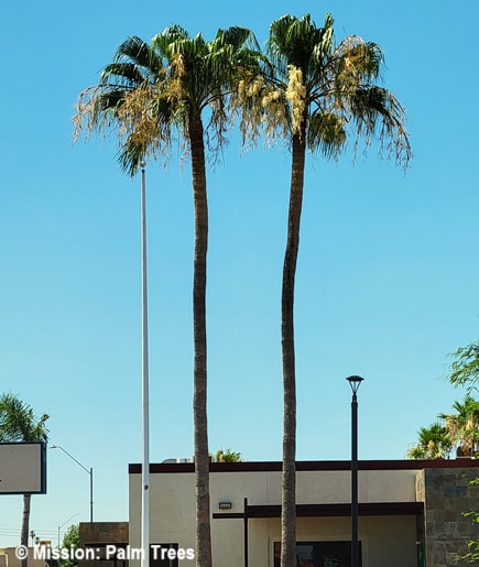 Two palms overly trimmed