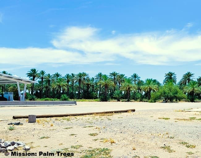 Grove of Date Palms in a field