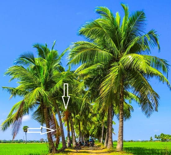 How to Trim Palm Trees Best Tips for DIY Palm Pruning