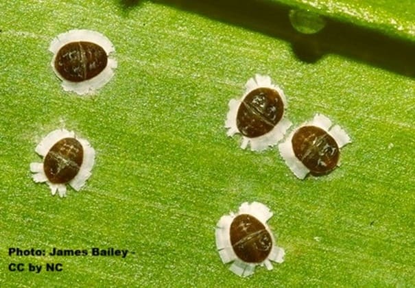 Specialized aphids that attack palms are on this frond
