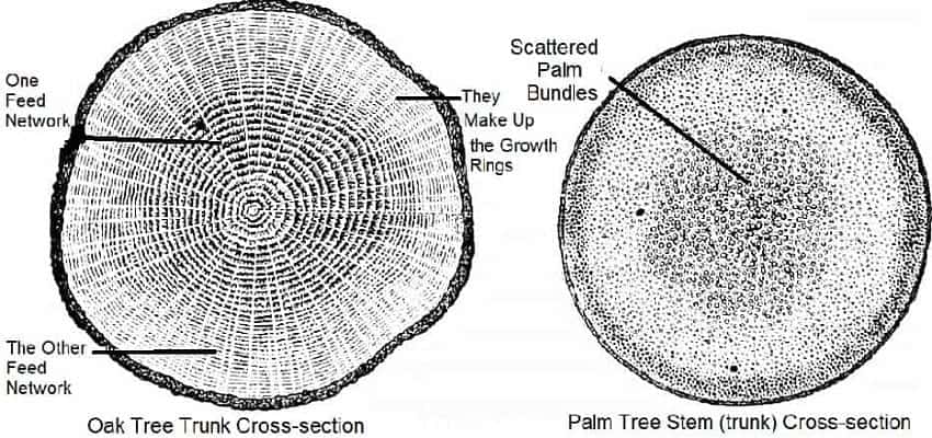 Palm trees get their food and water by a totally different method than pines & deciduous trees. Palm Tree nourishment Comparison to Oak Tree