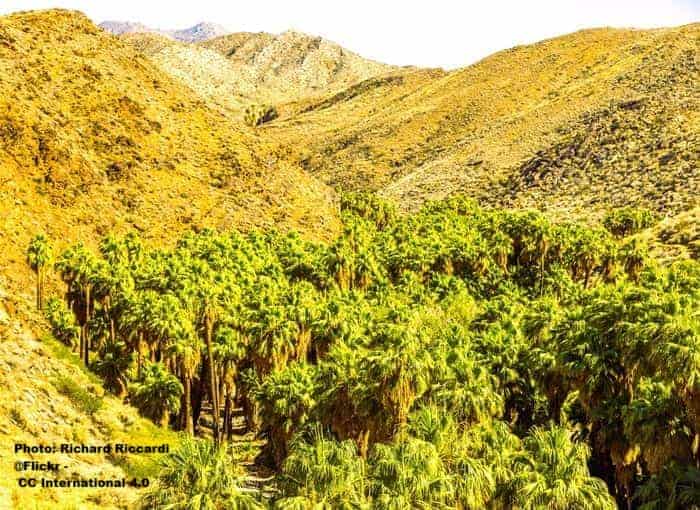 California Fan Palms growing in Palm Canyon near Palm Springs