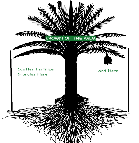 outlining the area below a palm crown for fertilizer placement outlining the area below a palm crown for fertilizer placement