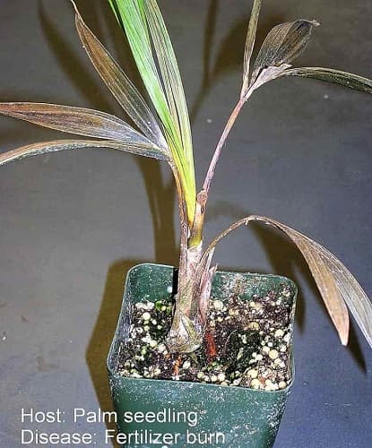 Don't overfeed your palm. That's dangerous to the plant! potted young palm burned from too much fertilizer