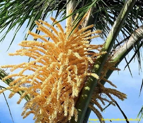 Palm tree flowers