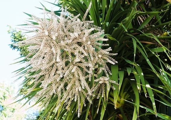flowers blooming on a palm tree