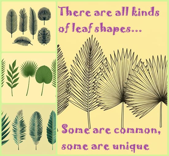 collage showing multiple types of styles and shapes for palm fronds