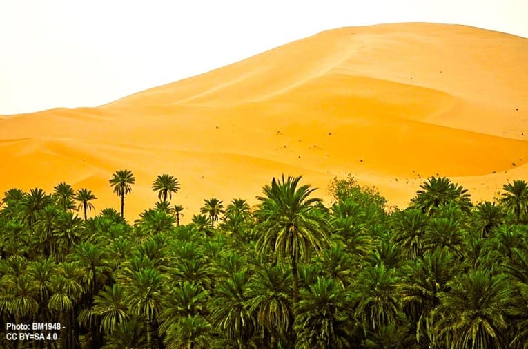 Grove of palm trees in front of tall desert sand dune
