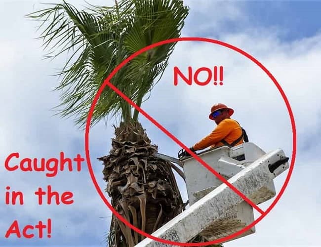 Saying No to chopping off so many good palm tree fronds