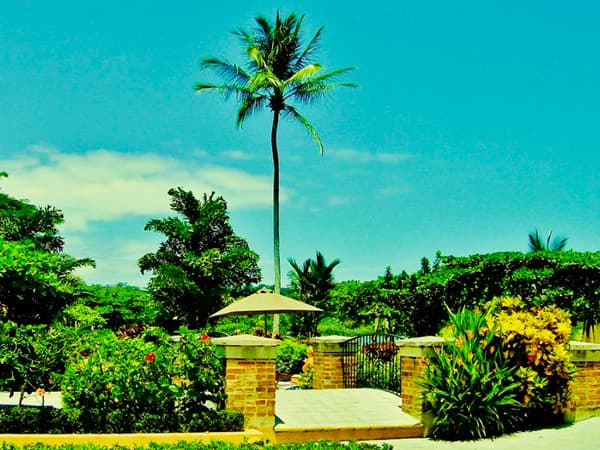 Single palm in a landscape