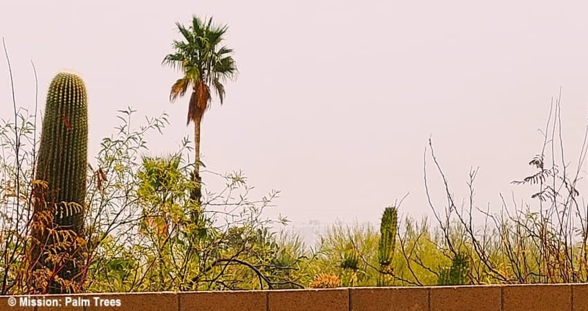 palm tree amid desert vegetation including two saguaro cacti