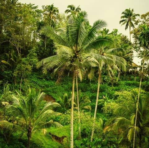 coconut palm trees scattered through a tropical forest