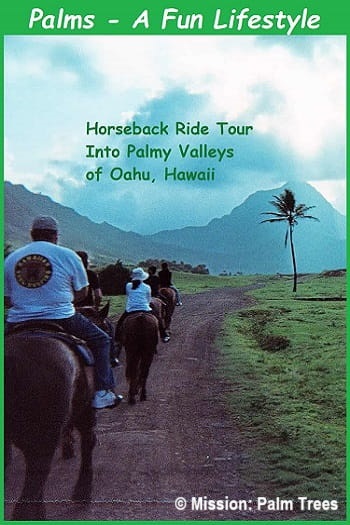 horseback riding group into a Hawaiian valley horseback riding group into a Hawaiian valley
