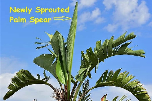 Palms new leaves sprout out very narrowly New Palm Frond grows from the top, called a spear