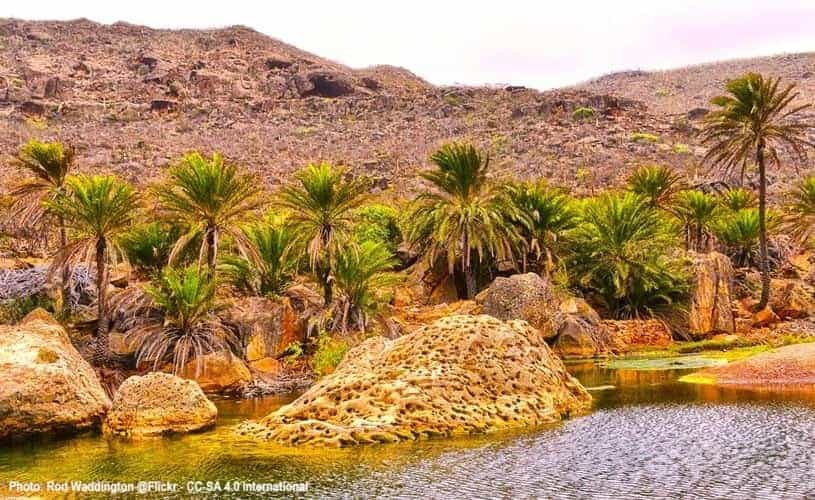 Palm Oasis Socotra Island Yemen