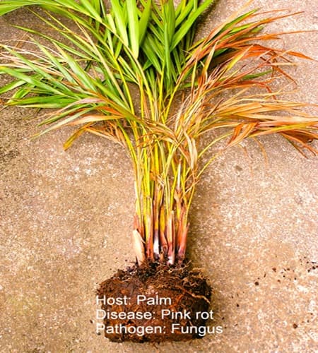 Palm Pink Rot on a Palm Tree Palm Pink Rot on a Palm Tree