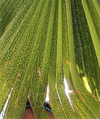 Spots on palm leaf can mean potassium deficiency