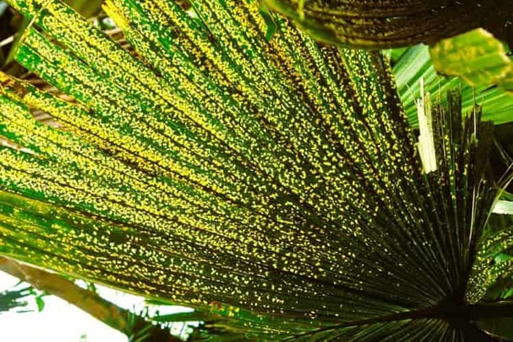 palm fronds showing the need for more potassium