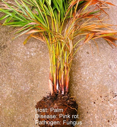 pink root rot on a palm