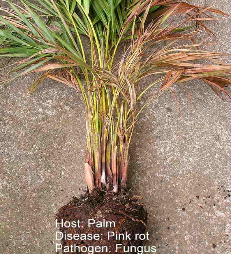 How to Grow Palm Trees Six Tips to Get Started