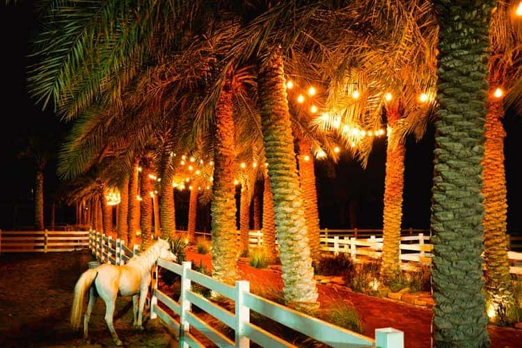 horse in a corral looking over at a row of lit up palm trees