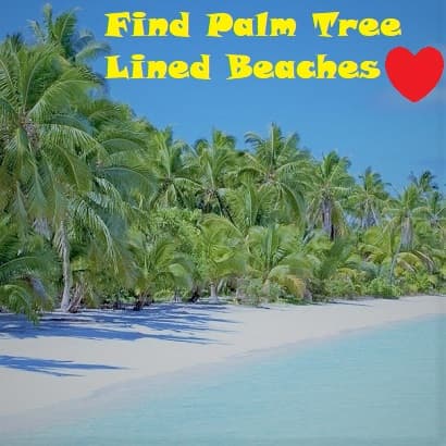 Palm Tree lined Beachfront