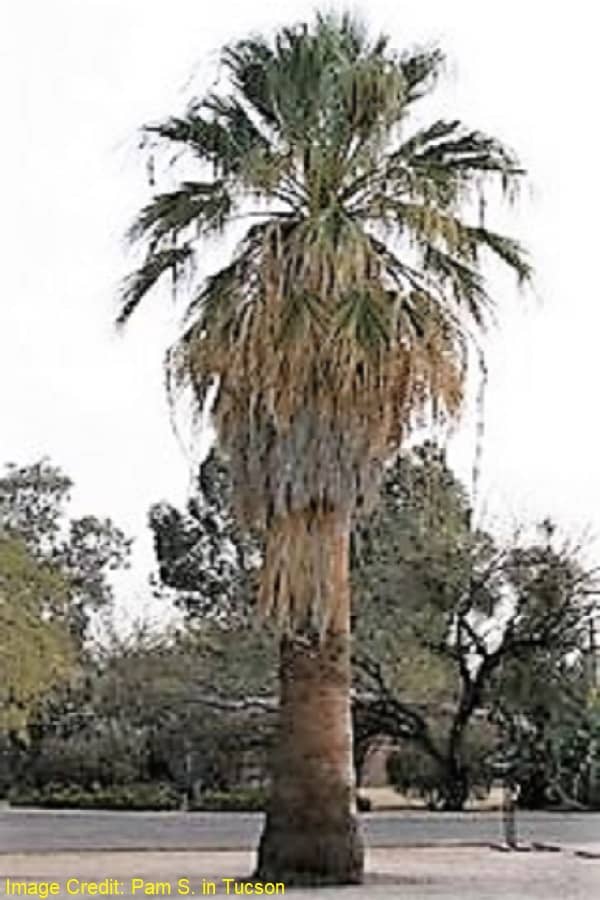 A palm tree in Tucson Arizona