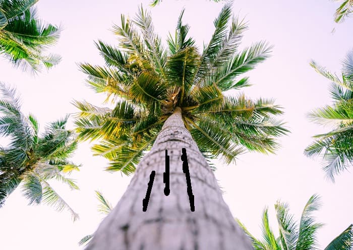 Palm trunk with signs of overwatering
