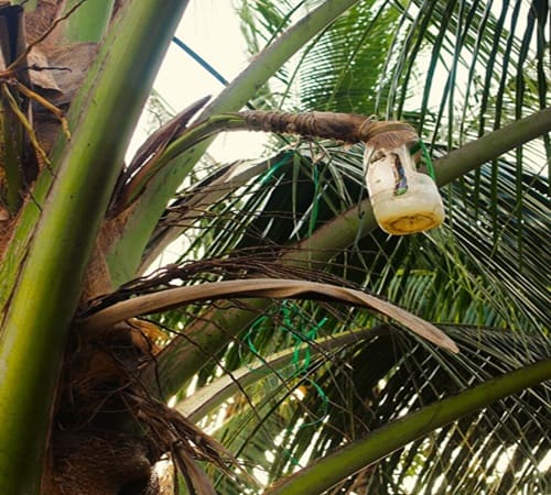 a jar attached to a palm flower stem collecting sap