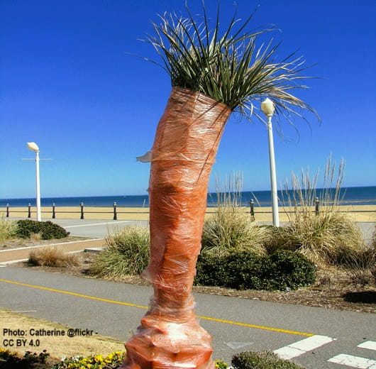 A palm tree wrapped in protective covering for the winter.
