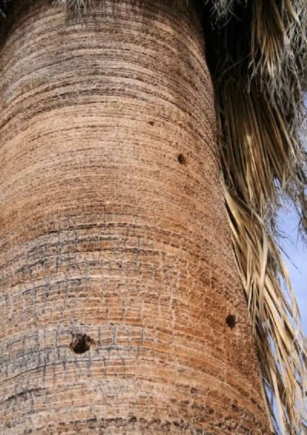 Holes in a Palm Tree Trunk created by woodpeckers