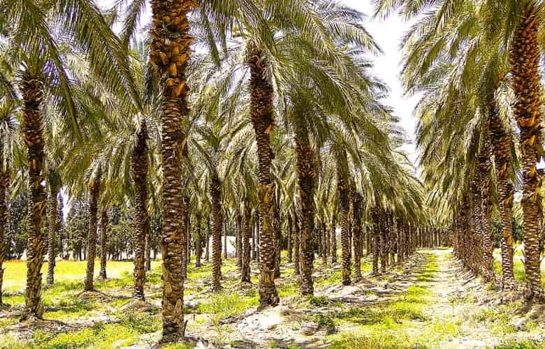 African oil palms in rows on Palm Oil Plantation