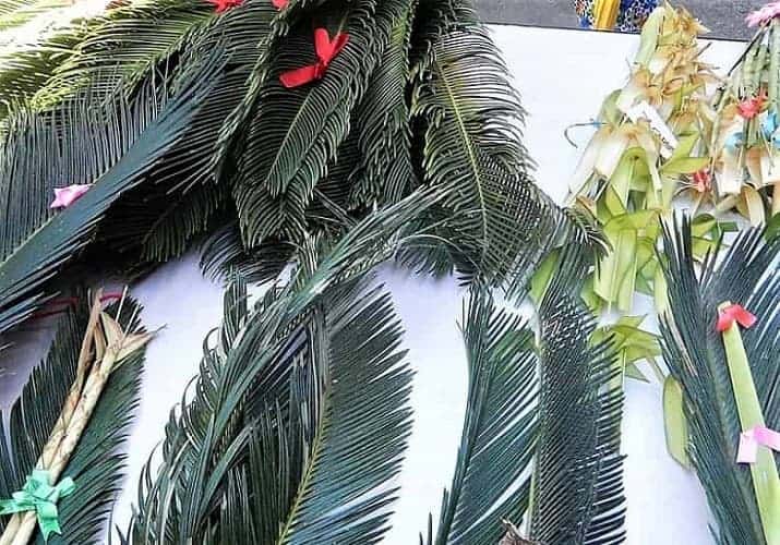 Palm Sunday Frond Selections