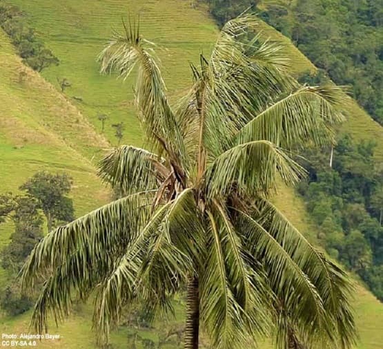 The pinnate fronds of the tallest palm tree in the world are at a loft height. How high are they? Way up to the World's Tallest Palm Trees Crown of Fronds