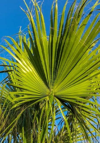 Palmate palm tree leaf Palmate palm tree leaf