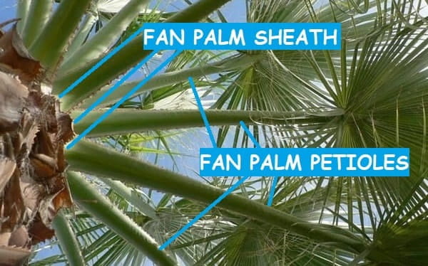 Pointing out parts of a fan palm stem