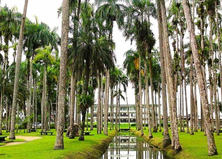 Palmentuin in Suriname with its stunning grove of palms Palmentuin in Suriname with its stunning grove of palms