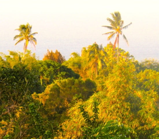 Palms seen above lush tropical rain forest in Hawaii