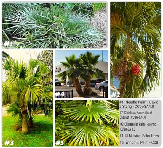 Collage Identifying 5 palms that grow fine in shade