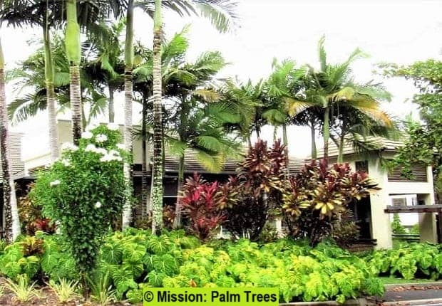 Tropical plants and palm trees planted at the front of a home