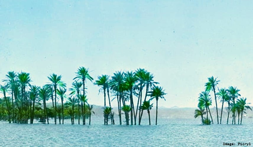 Many palms sitting in a flooded riverside Many palms sitting in a flooded riverside