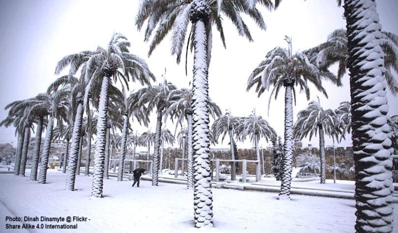 Palms got snowed on.