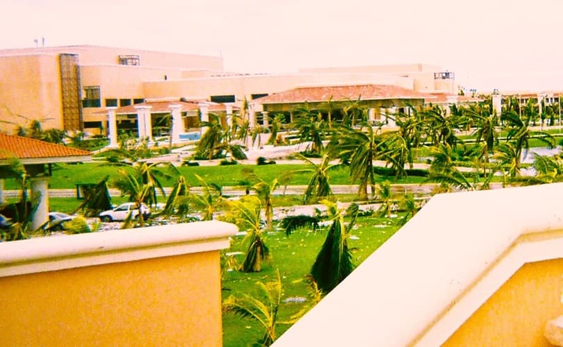 Palm tree habitat after Hurricane Wilma