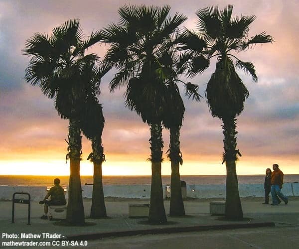 Row of palm trees as sun is setting in San Diego California