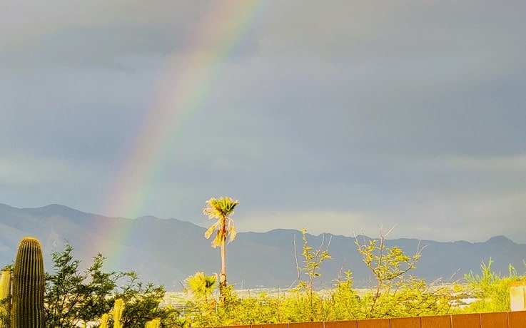 rainbow shining near a palm tree with a mountain view background