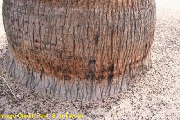 Charred Scarring Left on Palm from a fire